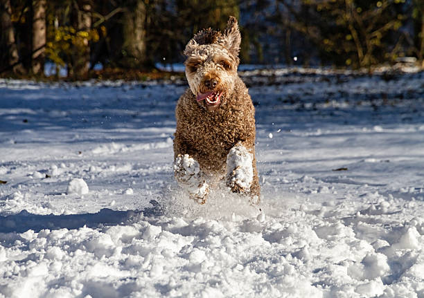 Energetic Spanish water dog with curly fur joyfully running through snow in winter forest landscape.