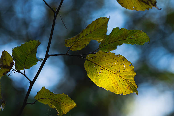 Yellow autumn leaves of beech tree