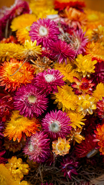 istock Red and yellow flowers in the pot 2237771740