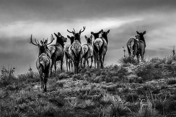 Elk Family Herd  on a Hilltop Viewed from Behind