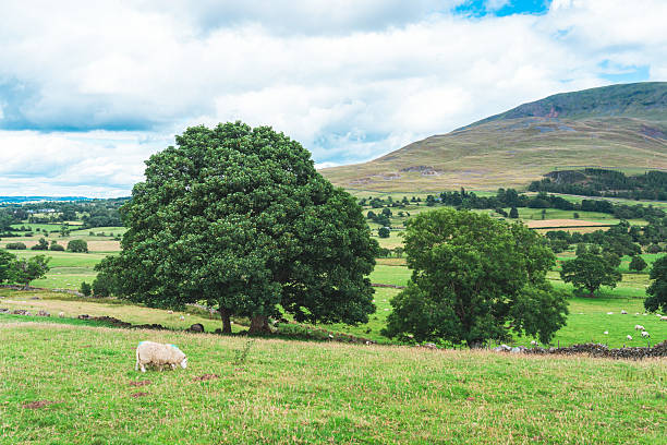 Sheep graze in a lush green field with mountains and sky in the background