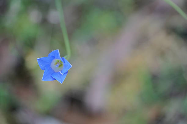 The Murray River Blue Bell is a delicate and rare Australian wildflower, found only along the mighty Murray River. In spring, it unveils charming, bell-shaped blooms in a soft, luminous blue, often with a subtle lavender hue. These dainty flowers nod gracefully on slender stems above a low-growing cushion of grey-green foliage. A tenacious survivor, it thrives in sandy riverbanks and mallee country, creating a breathtaking, fleeting carpet of colour that is a true icon of the unique riverine landscape.
