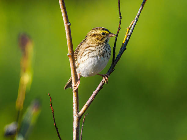 A savannah sparrow on a branch with a green background. Willamette Valley of Oregon.