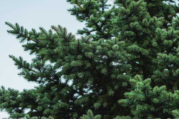 Macro photography of spruce needles