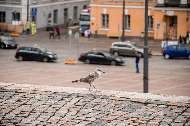 Helsinki, Finland - August 28, 2014 - Seagull strolling on cobblestones in urban streetscape.