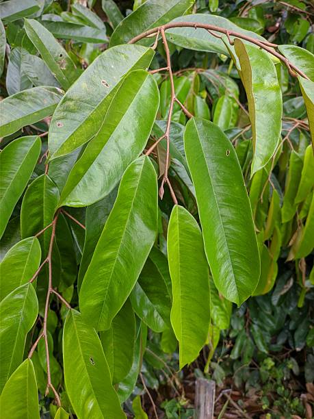 istock durian leaf (Durio zibethinus) in the morning 2237788087