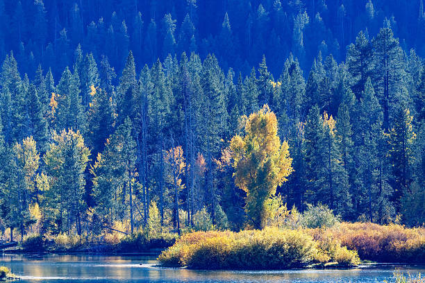 These are western and eastern larches (tamarack) , along with ponderosa pine trees , in Shevlin Park in Bend, Oregon