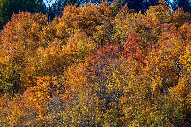 Late afternoon, autumn red-orange leaves surround Snake river in the Grand Teton National Park near Jackson, Wyoming USA