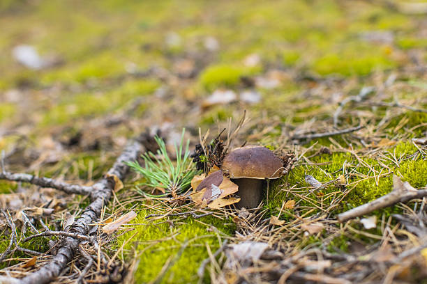 Porcini mushroom in forest