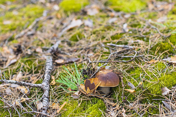 Porcini mushroom in forest