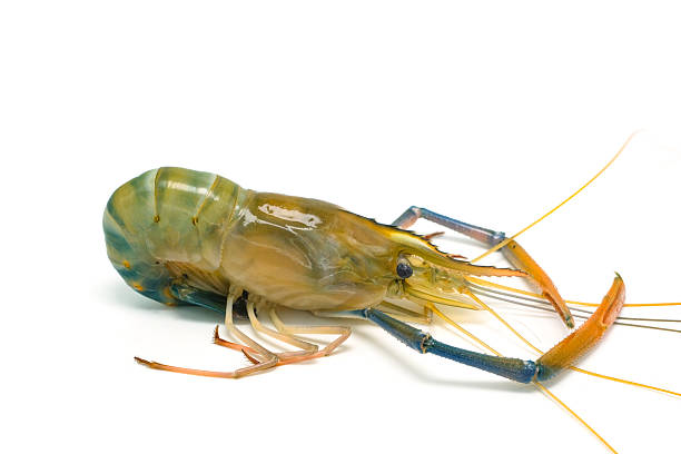 istock Fresh river prawns isolated on white background. Big freshwater prawns. River prawns for cooking. 2237794205