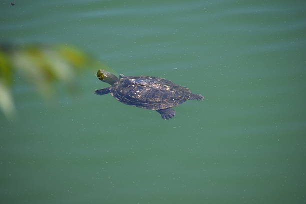 turtle peeking out of dirty water, turtle in the pond