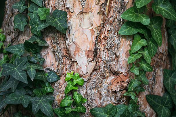 A close-up of pine bark with layered texture and dark green ivy leaves. The image captures the interaction between evergreen foliage and coniferous surfaces in forest ecosystems.