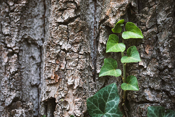 The close-up highlights the contrast between rugged conifer bark and the smooth, veined foliage of Hedera helix.