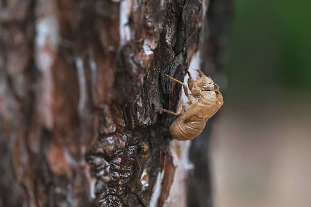 Cicada shells left on a tree in the garden