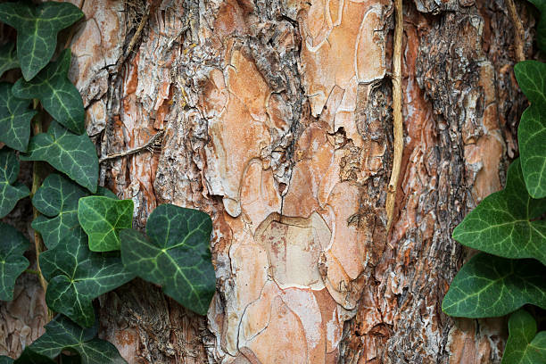 A macro image of pine tree bark with textured surface and climbing ivy leaves. The close-up highlights the contrast between rugged conifer bark and the smooth, veined foliage of Hedera helix.