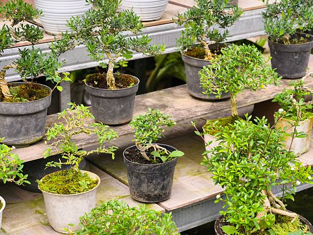 istock Lush Bonsai Trees in a Greenhouse Display. 2237803459