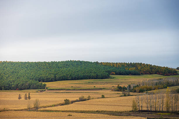 A Serene Autumn Landscape of Fields and Forests Under a Cloudy Sky