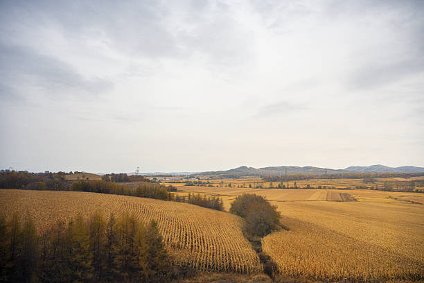 A Golden Autumn Landscape of Rolling Fields and Distant Hills Under a Cloudy Sky