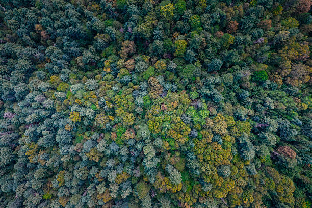 istock Yichun Wuying National Forest Park 2237807508