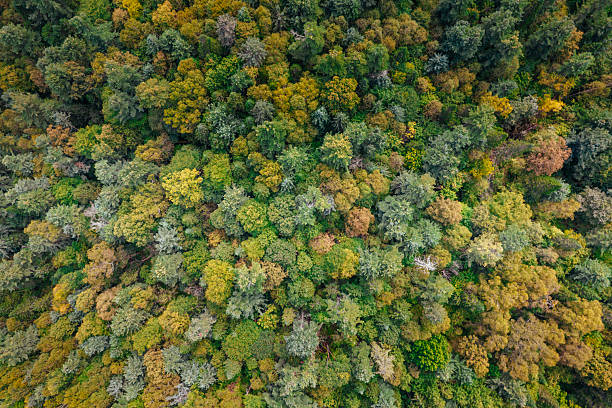 istock Yichun Wuying National Forest Park 2237807511