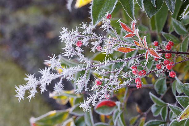Spiky frost covers a branch with orange leaves and red berries against a background that includes green leaves