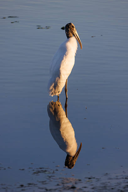 Wood stork in the water with a clear reflection
