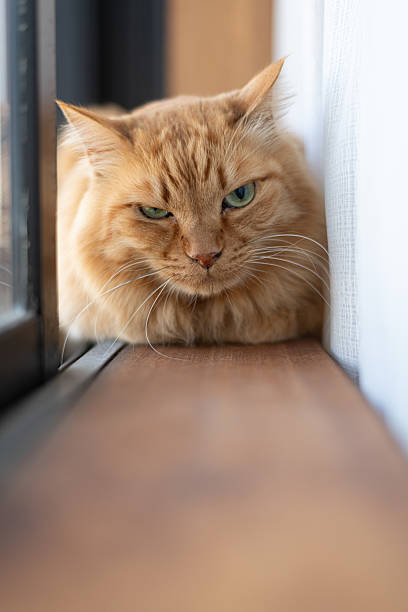 istock Cute cat relaxing by the window 2237810347