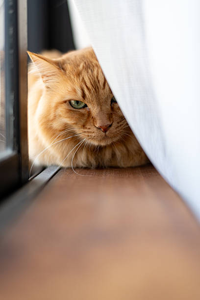istock Cute cat relaxing by the window 2237810657