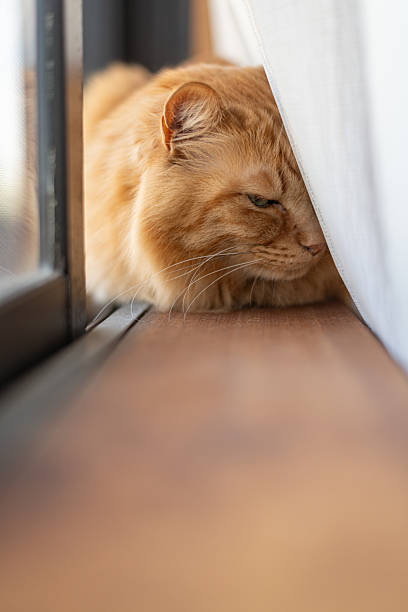 istock Cute cat relaxing by the window 2237810658