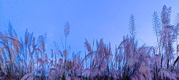 istock Catkin flowers or Kashfull  Background texture conceptional image. 2237812987
