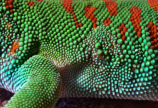 istock captivating macro photography showcasing colorful lizard scales 2237815887