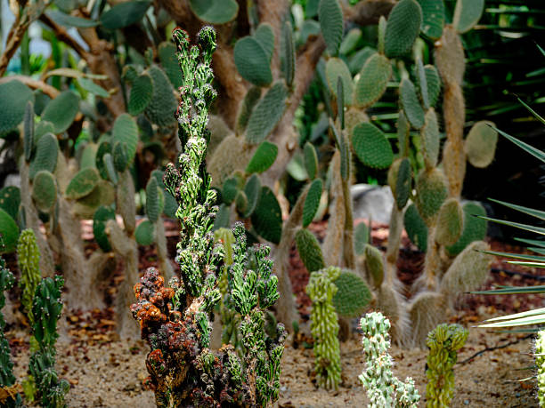 Garden landscape with Golden Lion Cactus (Pilosocereus chrysacanthus var.) growing