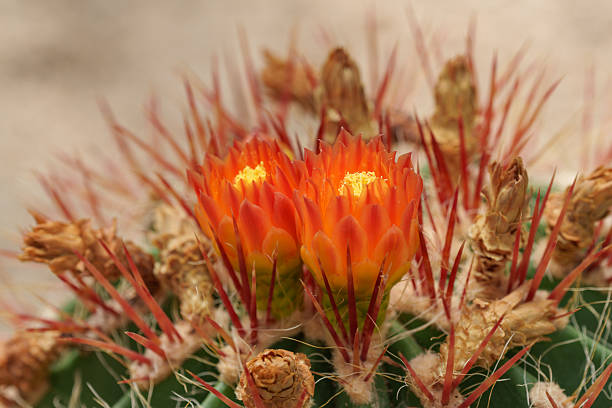 istock Close-up of a red cactus flower 2237816289