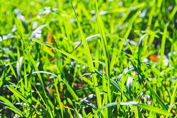 istock Bright green grass in sun. Green grass close-up. Sunny glade. 2237817389