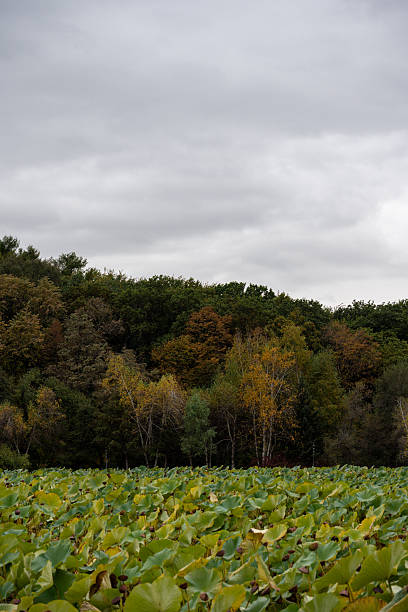 istock A Serene Autumn Landscape Featuring a Lotus Pond and Forest Under an Overcast Sky 2237823529