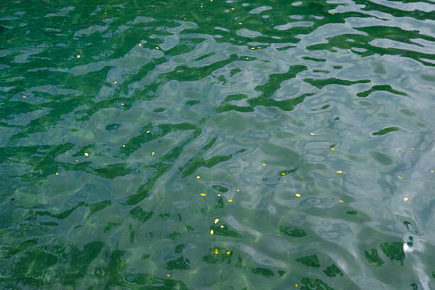 the surface of the lake whose water is green.