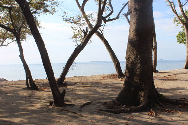 beautiful beach view with some cool beach pine trees