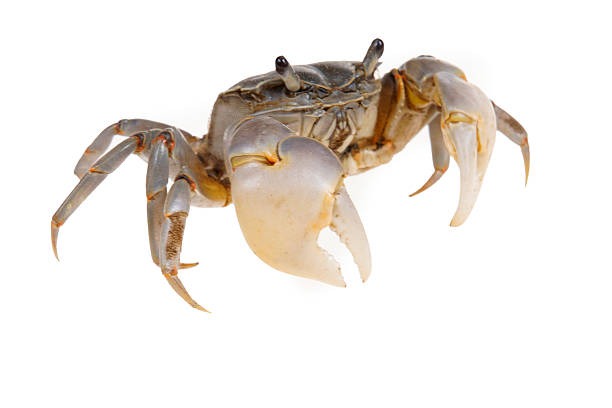 A close-up of fresh river crabs