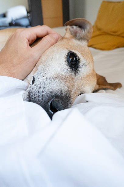 istock Owner cuddling with adorable senior dog on bed 2237824863