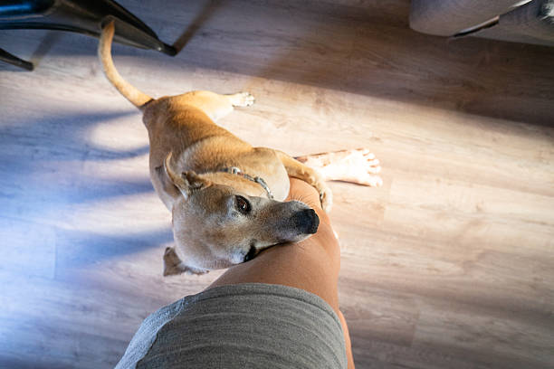 Small brown dog leaning on owner's leg, viewed from above