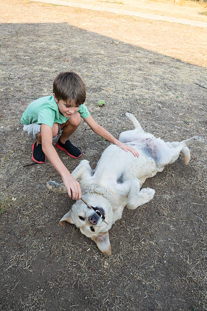 Child having fun with his labrador dog, playing with a stick in the backyard