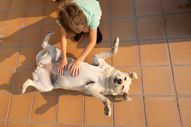 Child gently caressing a labrador lying on its back on a terrace, enjoying a moment of complicity