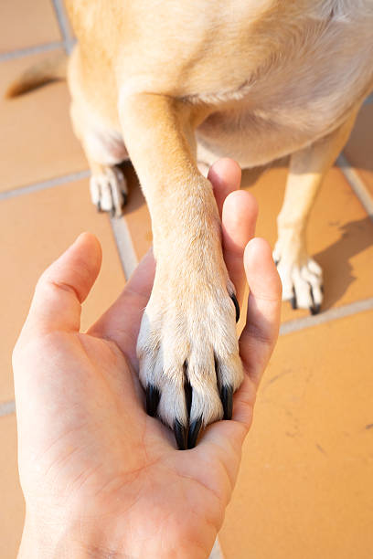 istock Small dog paw gently resting in human hand 2237825493