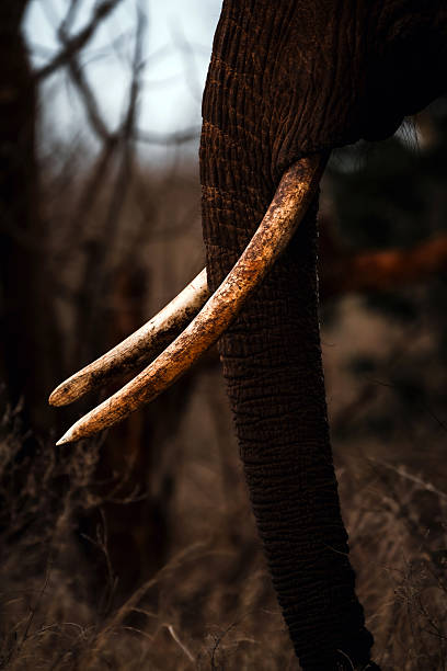 Elephant with its trunk up and tusks showing. Elephant face with texture