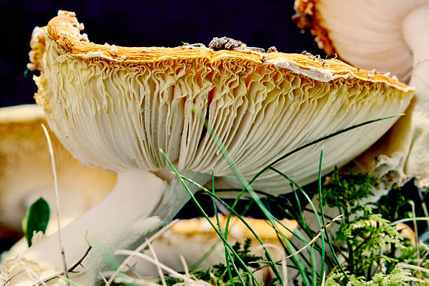 Amanita muscaria decaying fungi
