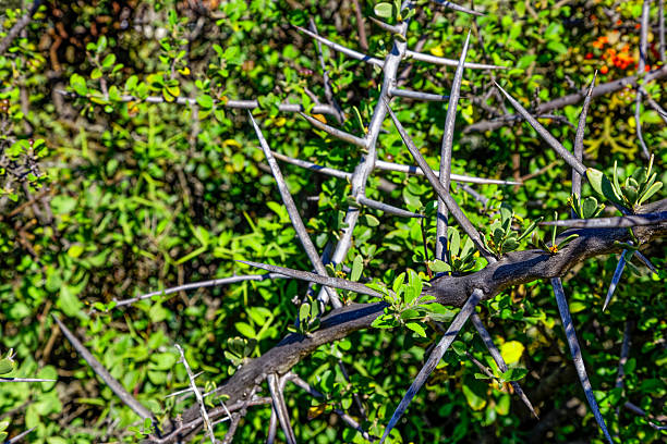 Thorns growing on a tree branch create a natural defense mechanism
