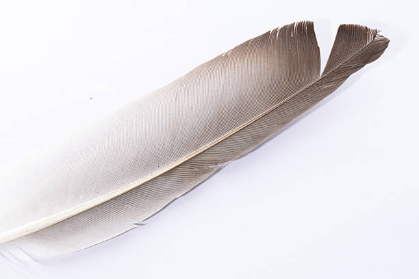 Long seagull feather in gray and white tones, macro shot on a light background