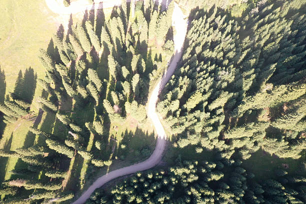 Aerial view of high mountain forests
