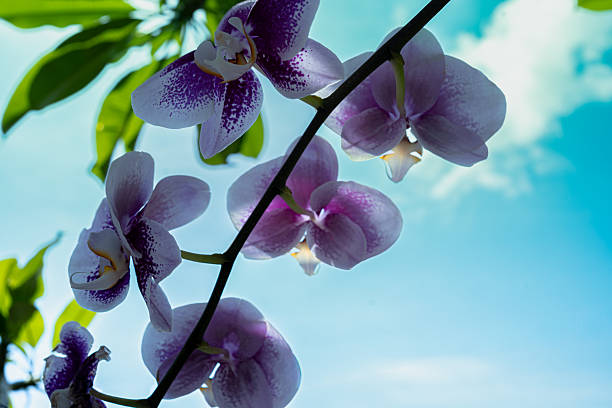 an underside view of purple phalaenopsis orchids with dark purple spots, backlit by a vibrant turquoise blue sky and sunlight.